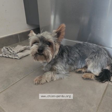 Photo 1/1 Chien retrouvé Trouvé à Nantes
