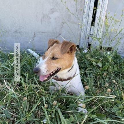 Photo de chien perdu à Ballaison