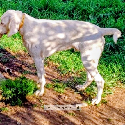 Photo 2/2 Chien retrouvé Perdu à Perpezat