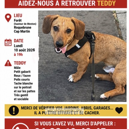 Photo 1/1 teddy Chien perdu à Roquebrune Cap Martin