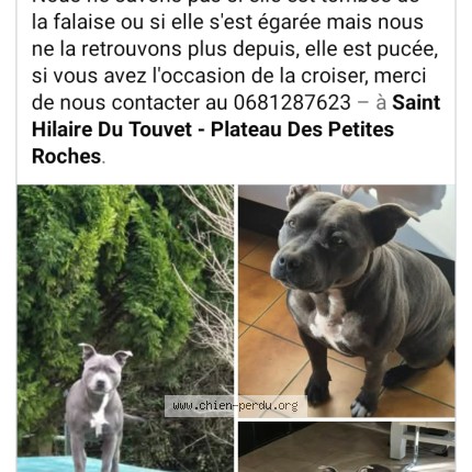 Photo 1/1 Raya Chien perdu à St Hilaire Du Thouvet