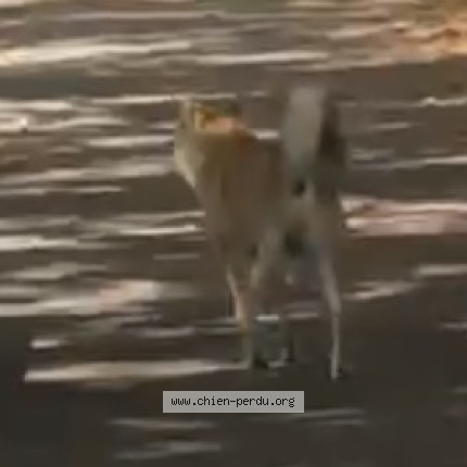 Photo de chien trouvé à Joinville Le Pont