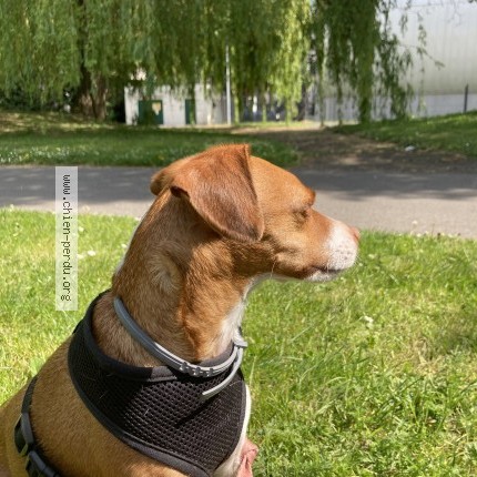 Photo de chien perdu à La Feuillee