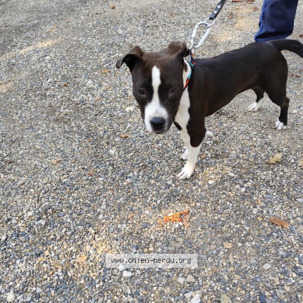 Photo de chien trouvé à Caussade