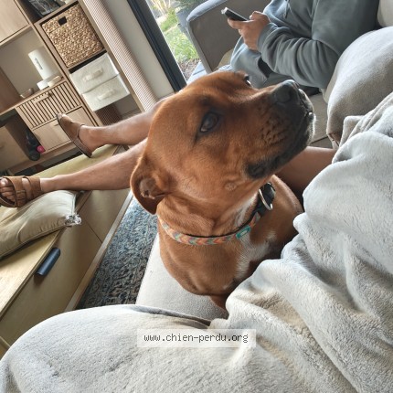 Photo de chien perdu à Grenade