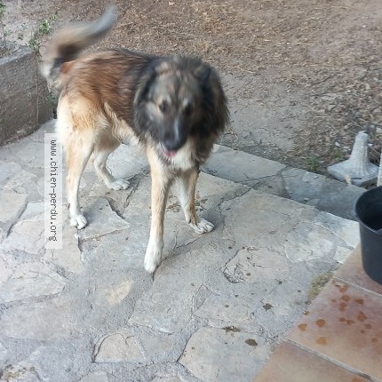 Photo de chien trouvé à St Maximin