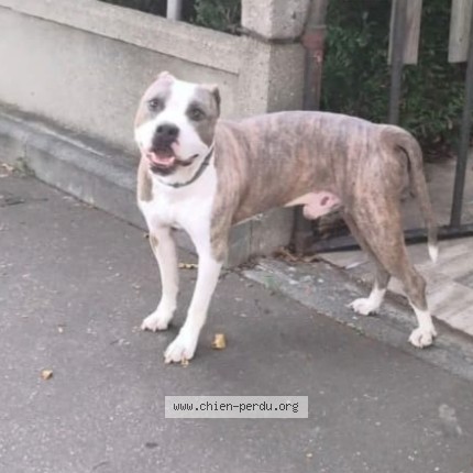 Photo de chien trouvé à Le Havre