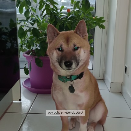 Photo de chien perdu à Signy Le Petit