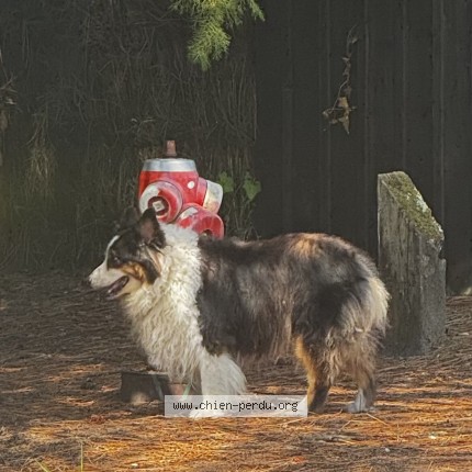 Photo de chien trouvé à Cap Ferret