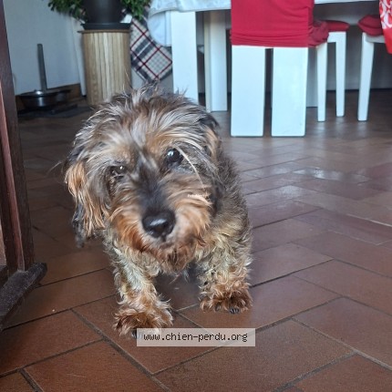 Photo de chien perdu à Soing