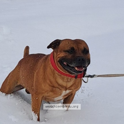 Photo de chien perdu à Milhac D Auberoche