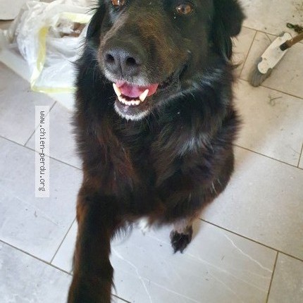 Photo de chien perdu à St Brice