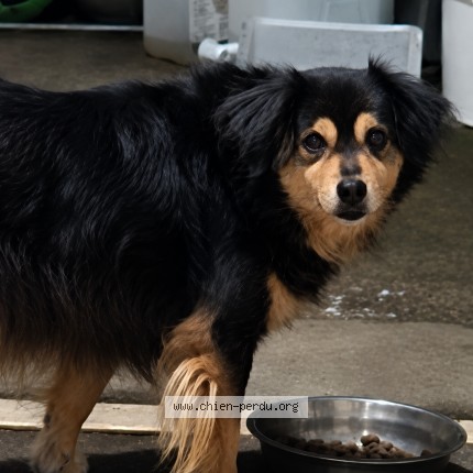 Photo 1/1 Patapouf Chien perdu à Saint Joseph