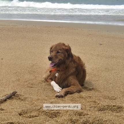 Photo de chien perdu à Itxassou