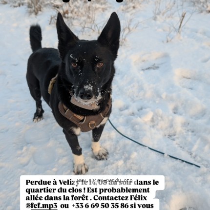 Photo 1/1 Baghira Chien perdu à Velizy