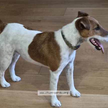 Photo 2/2 Chien retrouvé Trouvé à Saint Pair Sur Mer