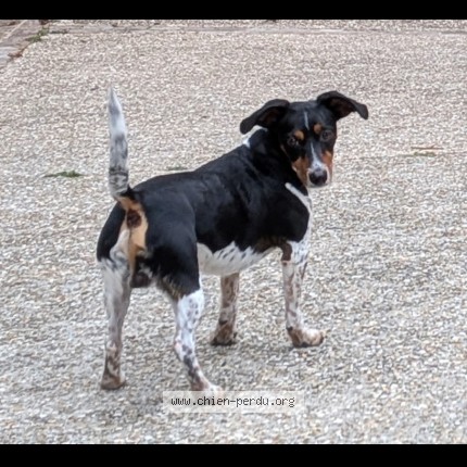 Photo 1/1 opio Chien perdu à Magny Les Hameaux