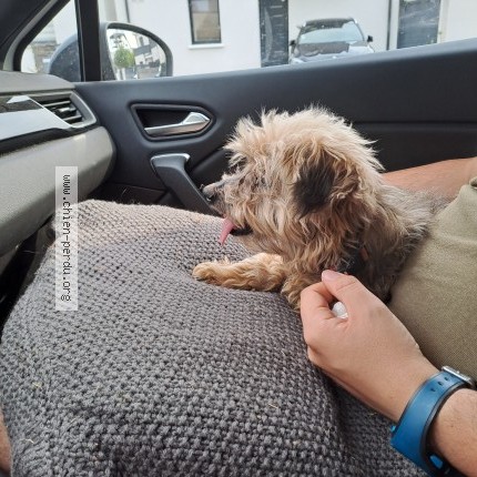 Photo 1/2 Chien trouvé Trouvé à La Chapelle Glain 44