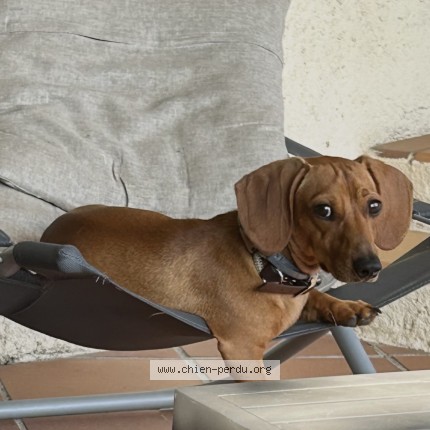 Photo de chien perdu à Ajaccio