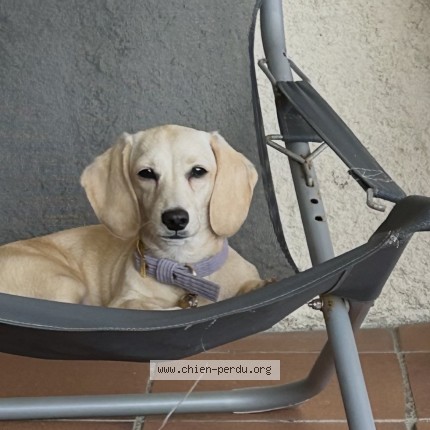 Photo de chien perdu à Ajaccio