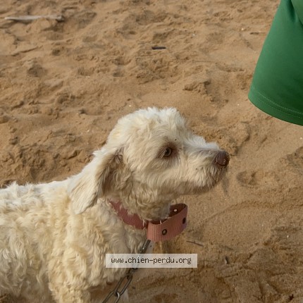 Photo 1/1 F'or Chien perdu à Cayenne