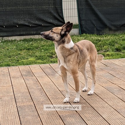 Photo 1/1 Joy Chien perdu à Henin Beaumont