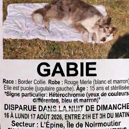 Photo 1/1 Gabbie Chien perdu à L Epine Noirmoutier