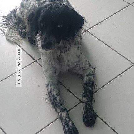 Photo de chien trouvé à Severac