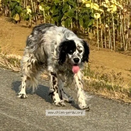 Photo 1/1 Punky Chien perdu à Cadours