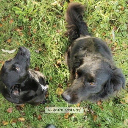 Photo de chien perdu à Montauban De Bretagne