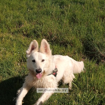 Photo de chien perdu à St Romain