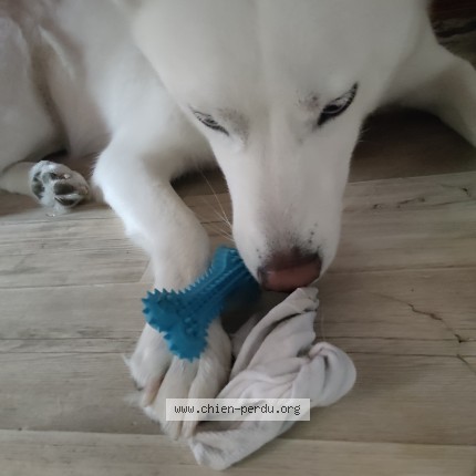 Photo 1/1 laika Chien perdu à Paris