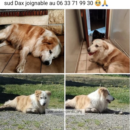 Photo 1/1 nono Chien perdu à Saint Paul Les Dax