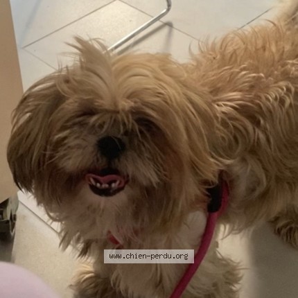Photo 1/3 Blondine Chien perdu à Paris