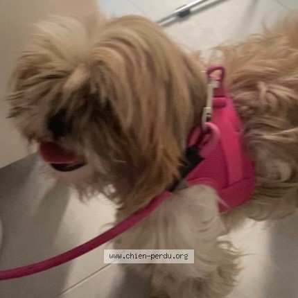 Photo 2/3 Blondine Chien perdu à Paris