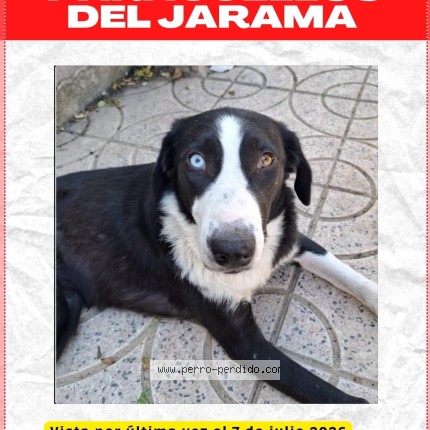 Photo 1/1 Birra Chien perdu à Paracuellos De Jarama