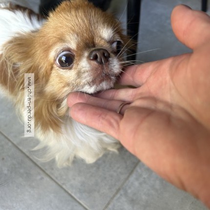 Photo 1/1 Chien trouvé Trouvé à Monchecourt