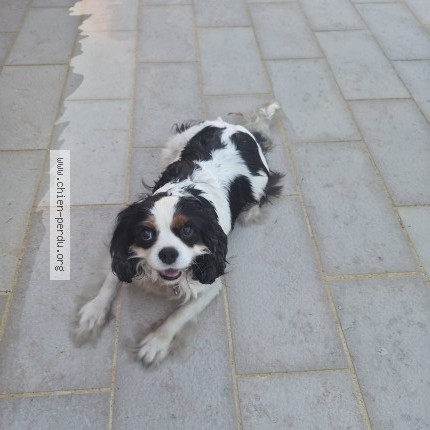 Photo 1/1 Mady Chien perdu à Terre De Bancalier