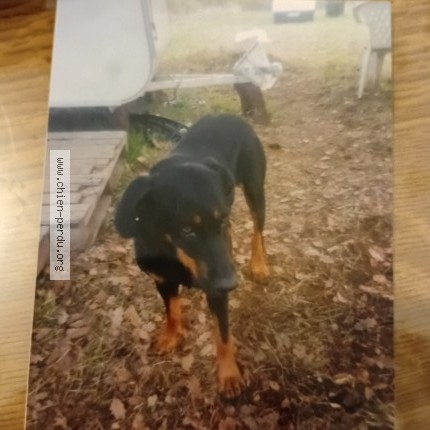 Photo 1/1 vévette Chien perdu à Le Bas Segala