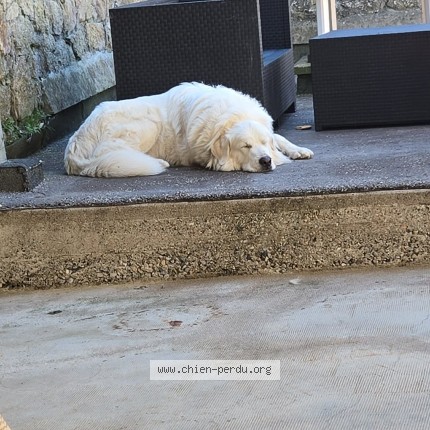 Photo 1/1 Snow Chien perdu à Cassagnes Begonhes