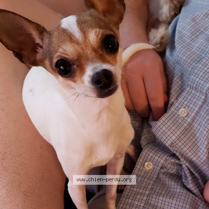 Photo 1/1 lila Chien perdu à Beloeil