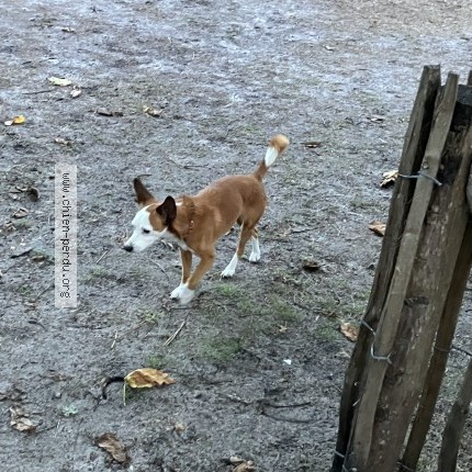 Photo 1/1 Chien retrouvé Perdu à Monbazillac