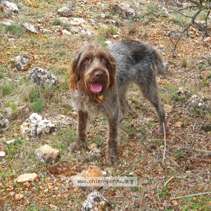 Photo 2/2 orly Chien perdu à Montauban