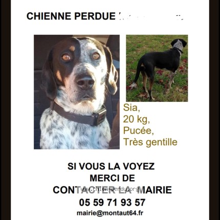 Photo 1/1 sia Chien perdu à Montaut