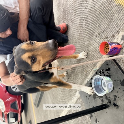 Photo de chien retrouvé à Cdmx