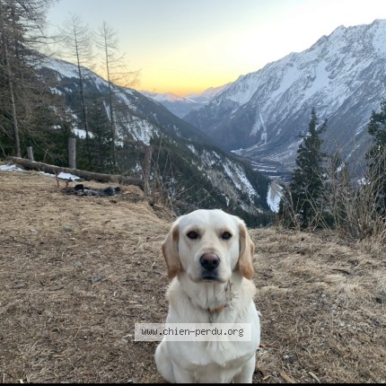 Photo 1/1 Genepi Chien perdu à Chantelouve