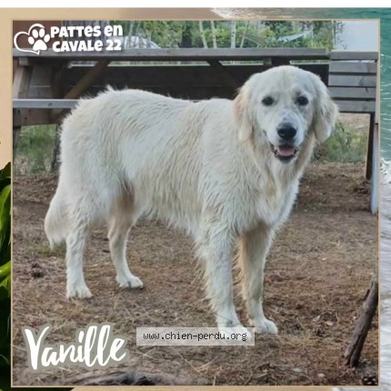 Photo 1/1 vanille Chien perdu à Pleneuf Val Andre