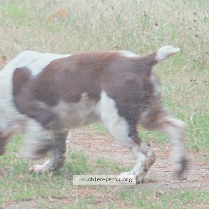 Photo 3/5 Chien trouvé Trouvé à Mesnil Saint Denis