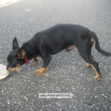 Photo 1/1 Chien retrouvé Trouvé à Valence D Agen