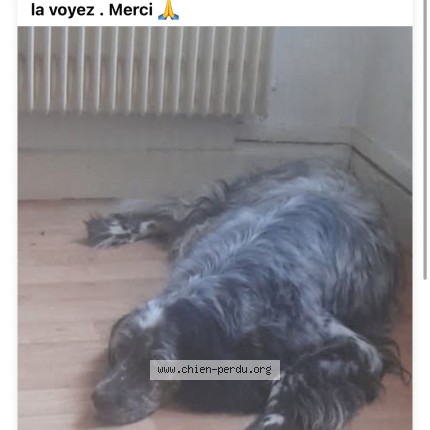 Photo 1/1 diane Chien perdu à Tournay
